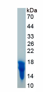 Recombinant Galectin 1 (GAL1)