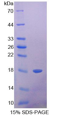 Recombinant Galectin 1 (GAL1)