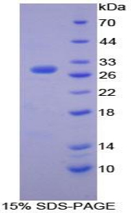 Recombinant Matrix Metalloproteinase 15 (MMP15)