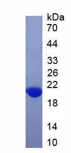 Recombinant Asprosin