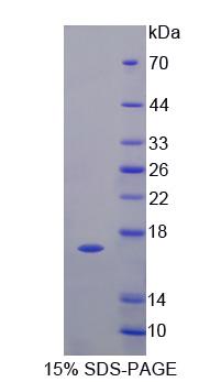 Recombinant Fatty Acid Binding Protein 6, Ileal (FABP6)