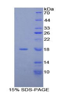Recombinant Acyl Carrier Protein, Mitochondrial (ACP)