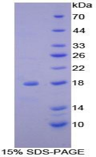 Recombinant Acyl Carrier Protein, Mitochondrial (ACP)