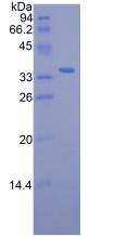 Recombinant Retinol Binding Protein 3, Interstitial (RBP3)