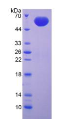 Recombinant Fibrillin 2 (FBN2)