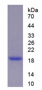 Recombinant Fibrillin 2 (FBN2)