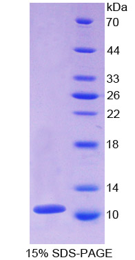 Recombinant Chemokine (C-X-C motif) ligand 7 ( CXCL7)