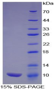 Recombinant Chemokine (C-X-C motif) ligand 7 ( CXCL7)