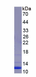 Recombinant Chemokine (C-X-C motif) ligand 7 ( CXCL7)