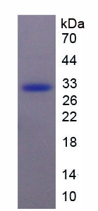 RPA372Hu05.jpg