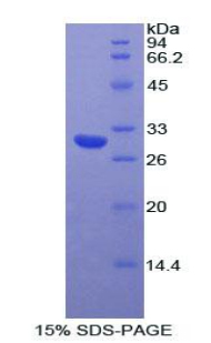 Recombinant Myosin IA (MYO1A)