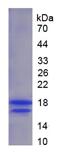 Recombinant Retinol Binding Protein 2, Cellular (RBP2)