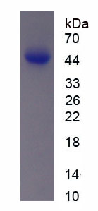 Recombinant Cholecystokinin 4, Tetrapeptide (CCK4)