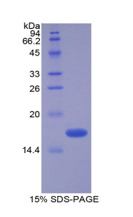 Recombinant Vasoactive Intestinal Peptide (VIP)