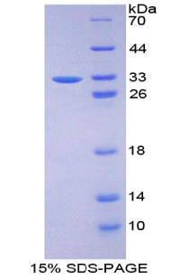 Recombinant Fibrillin 3 (FBN3)