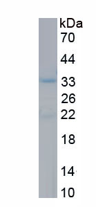 Recombinant Interleukin 23  Subunit Alpha (IL23a)