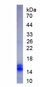 Recombinant Interleukin 23  Subunit Alpha (IL23a)