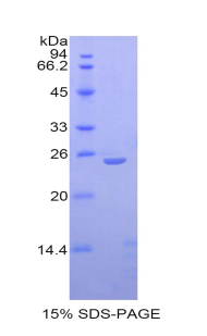 Recombinant Interleukin 27A (IL27A)