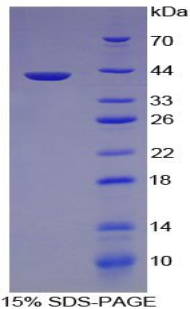 Recombinant Complement Component 3a (C3a)