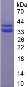 Recombinant Complement Component 3a (C3a)