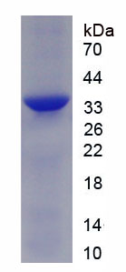 Recombinant Follistatin (FS)