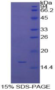 Recombinant Inhibin Alpha (INHa)