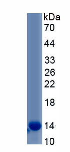 Recombinant Transforming Growth Factor Beta Receptor I (TGFbR1)