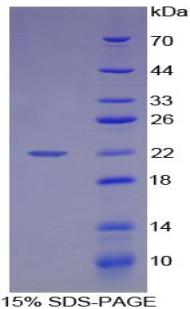 Recombinant High Mobility Group Protein 1 (HMGB1)