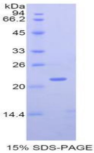 Recombinant Matrix Metalloproteinase 12 (MMP12)