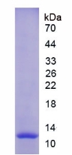 Recombinant Matrix Metalloproteinase 12 (MMP12)