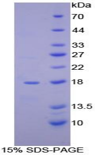 Recombinant Alpha-Hemoglobin Stabilizing Protein (aHSP)