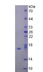 Recombinant Mucin 1 (MUC1)