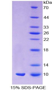 Recombinant Mucin 1 (MUC1)