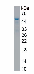 Recombinant Mucin 1 (MUC1)