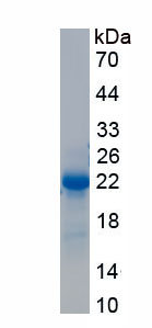 Recombinant Early Growth Response Protein 1 (EGR1)