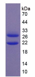 Recombinant Early Growth Response Protein 1 (EGR1)