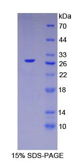 Recombinant HNF4a