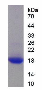 Recombinant Myelin Oligodendrocyte Glycoprotein (MOG)