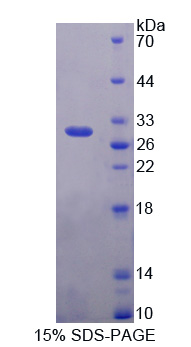 Recombinant Octamer Binding Transcription Factor 4 (OCT4)