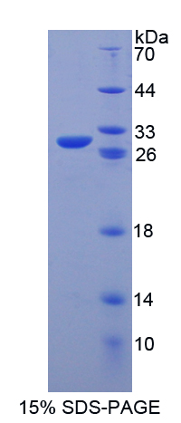 Recombinant Octamer Binding Transcription Factor 4 (OCT4)