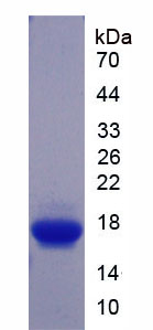 Recombinant Growth Differentiation Factor 9 (GDF9)