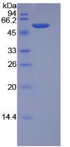 Recombinant Granzyme M (GZMM)