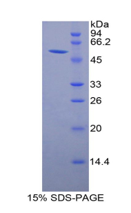 Recombinant Granzyme M (GZMM)