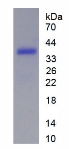 Recombinant Heat Shock Transcription Factor 1 (HSF1)