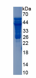 Recombinant Luteinizing Hormone (LH)