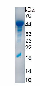 Recombinant Desmoglein 3 (DSG3)