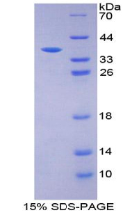 RPA448Bo01.jpg