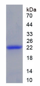 Recombinant Caspase 7 (CASP7)