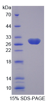 Recombinant Kallikrein 4 (KLK4)