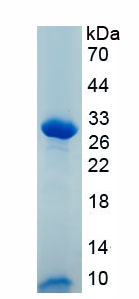 RPA469Hu01.jpg